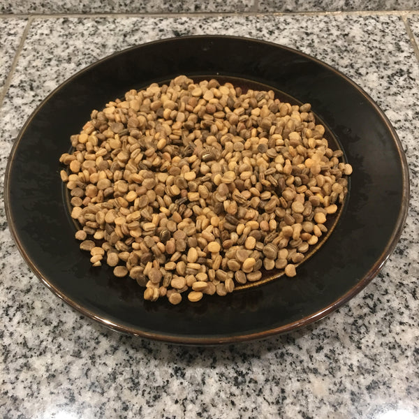 ginseng plant seeds for sale Stratified Wisconsin American Ginseng Seed