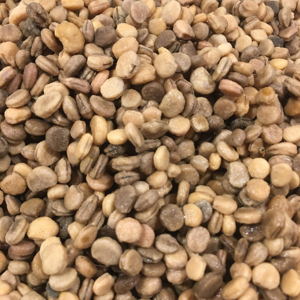 where to buy ginseng seeds for planting Stratified Wisconsin American Ginseng Seed