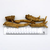 Wisconsin American Ginseng Root Size Large