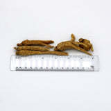 Wisconsin American Ginseng Root Size Medium