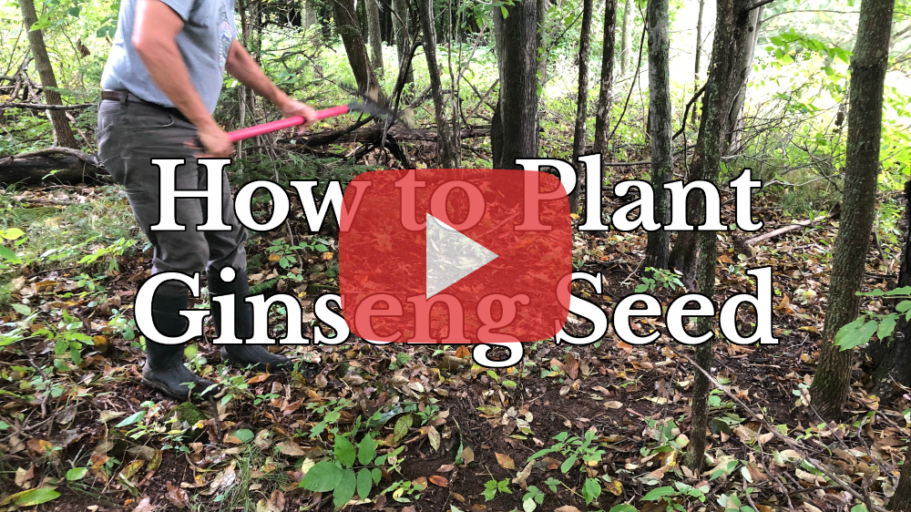 How to Plant & Grown Ginseng Seed