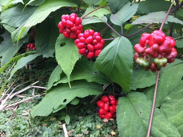 Ginseng Berries