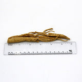 Wisconsin Grown American Ginseng Root Prongs