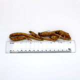 Wisconsin Grown American Ginseng Root Size Small